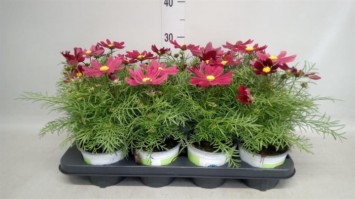 <h4>Cosmos bipinnatus 'Casanova Red'</h4>