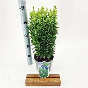 Euonymus japonicus Microphyllus