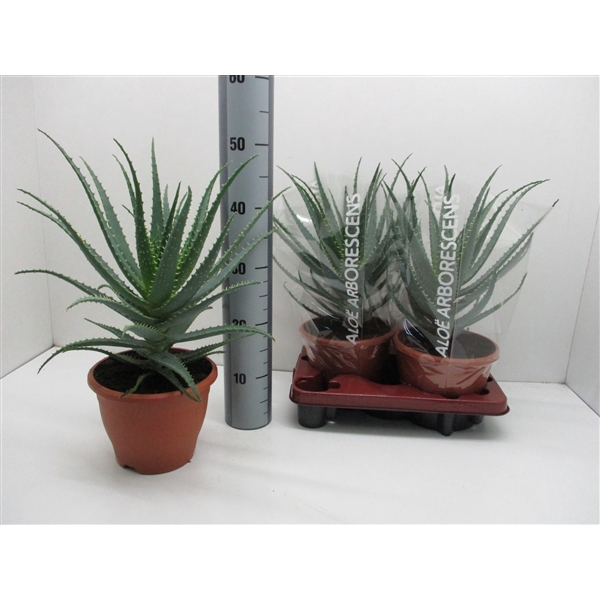 <h4>Aloe Arborescens</h4>