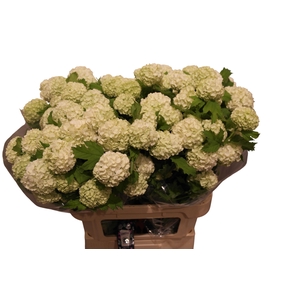 VIBURNUM ROSEUM ST