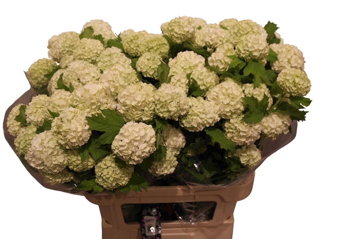 <h4>VIBURNUM ROSEUM ST</h4>