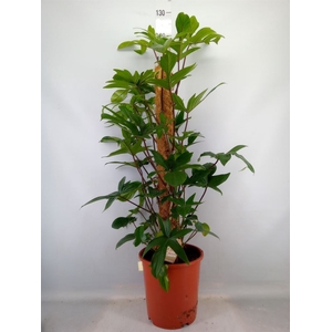 Philodendron pedatum