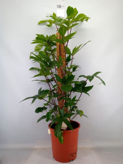 <h4>Philodendron pedatum</h4>
