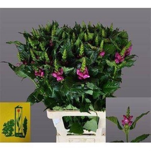 Chelone Excellent