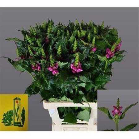 <h4>Chelone Excellent</h4>