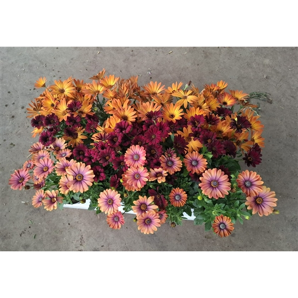 <h4>Osteospermum mix - 3 kleuren</h4>