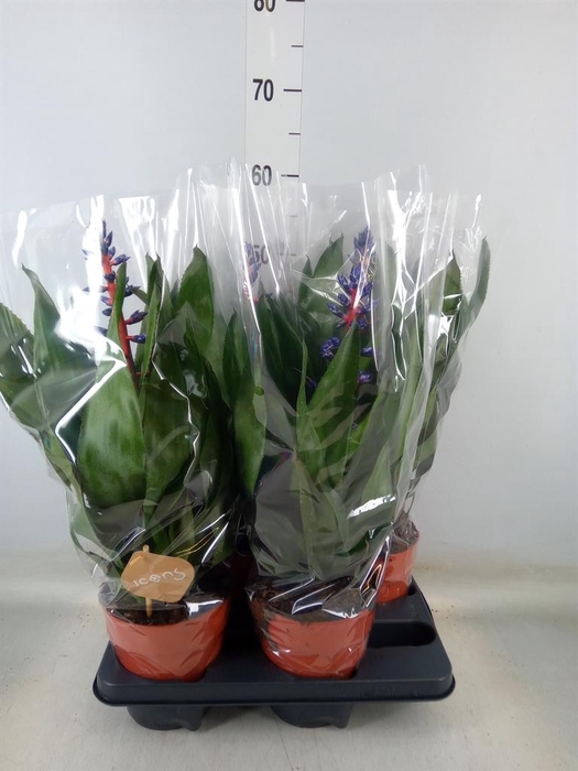 <h4>Aechmea   ...</h4>