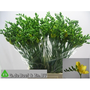Freesia enk Serrada