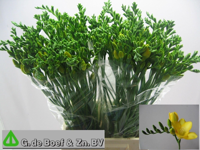 <h4>Freesia enk Serrada</h4>