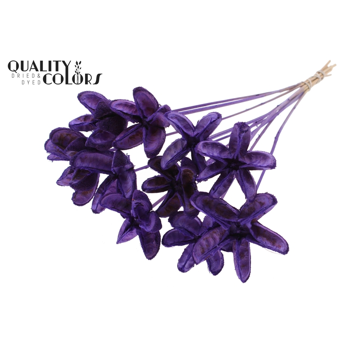 <h4>Rambutan without needles Milka</h4>