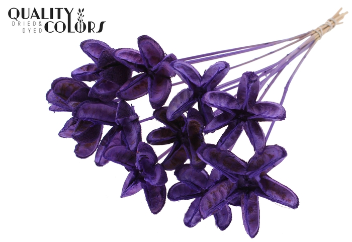 Rambutan without needles Milka