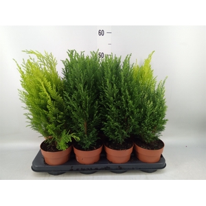 Conifers   ...mix