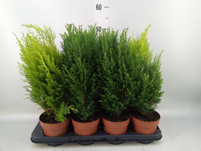 <h4>Conifers   ...mix</h4>