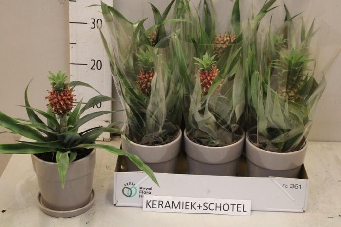 <h4>ANANAS MI AMIGO</h4>