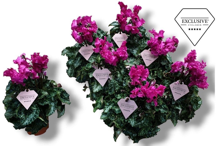 <h4>Cyclamen Exclusive® Merengue Paars</h4>