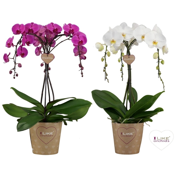 <h4>Duetto Ornamento mix - 3 tak</h4>
