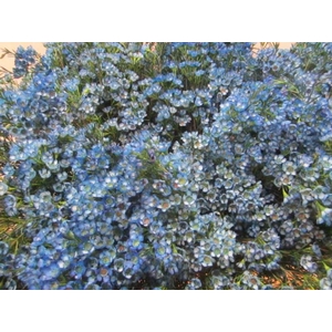Chame Blauw L70