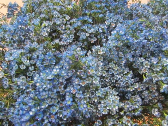 <h4>Chame Blauw L70</h4>