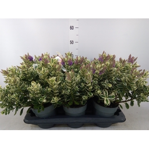Hebe  'Katrina'