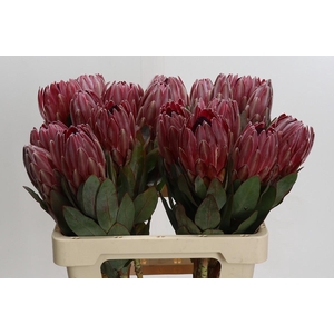 Protea Sharon