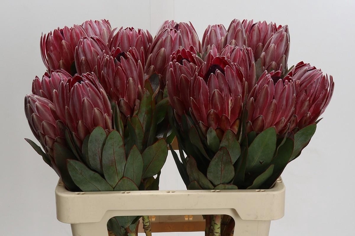 <h4>Protea Sharon</h4>