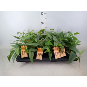 Epipremnum pinn. 'Cebu Blue'