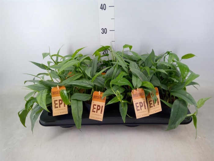 <h4>Epipremnum pinn. 'Cebu Blue'</h4>