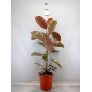 Ficus elastica 'Belize'