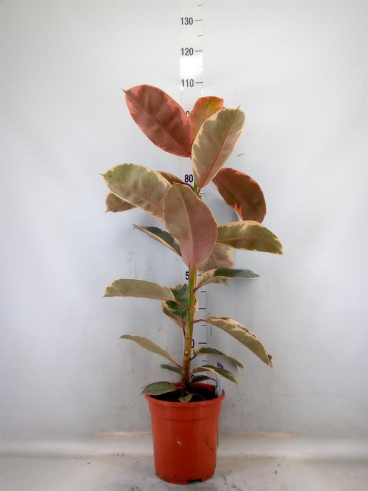 <h4>Ficus elastica 'Belize'</h4>