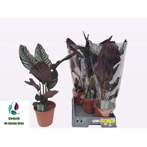 CALAT SANDERIANA