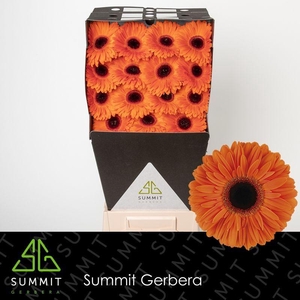 Gerbera Dutch Pride Diamond