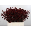 Anigozanthos Bush Ruby