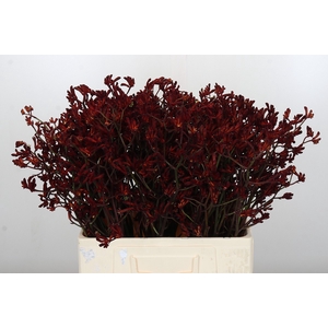 Anigozanthos Bush Ruby