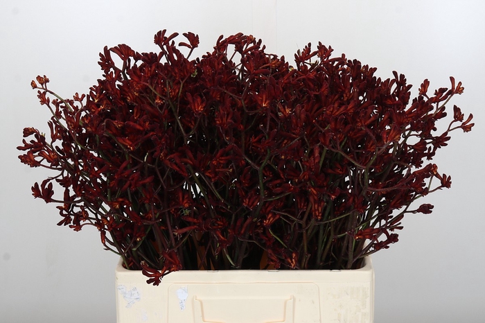 <h4>Anigozanthos Bush Ruby</h4>