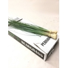 BEARGRASS