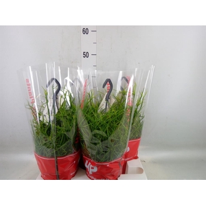Rhipsalis pulchra