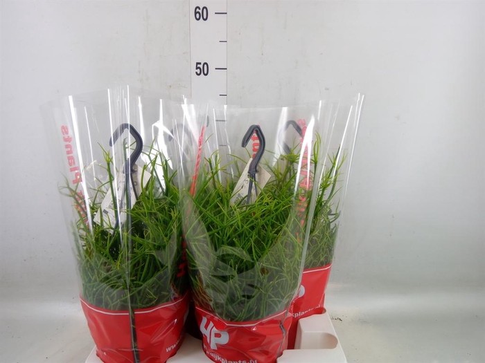 <h4>Rhipsalis pulchra</h4>