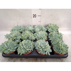 Echeveria elegans