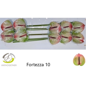 Anth A Fortezza