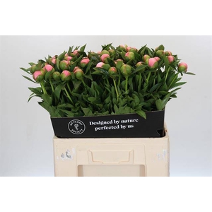 Paeonia etched salmon