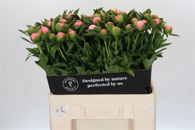 <h4>Paeonia etched salmon</h4>