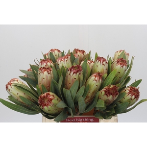 Protea Aurumn