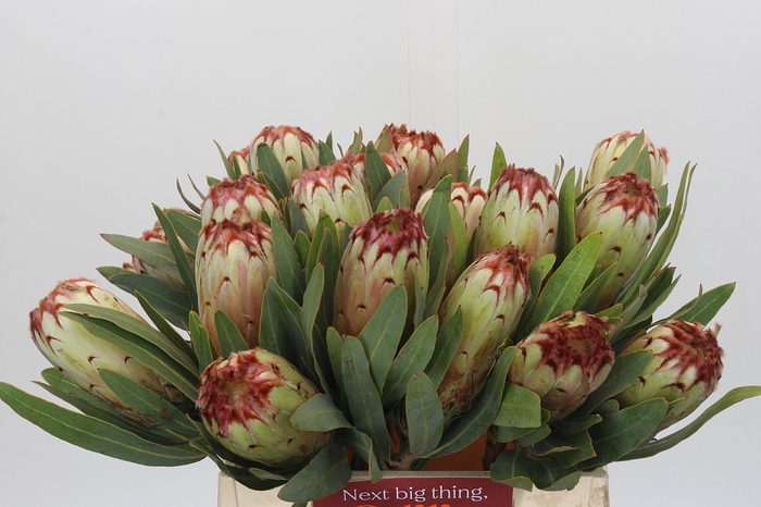 Protea Aurumn