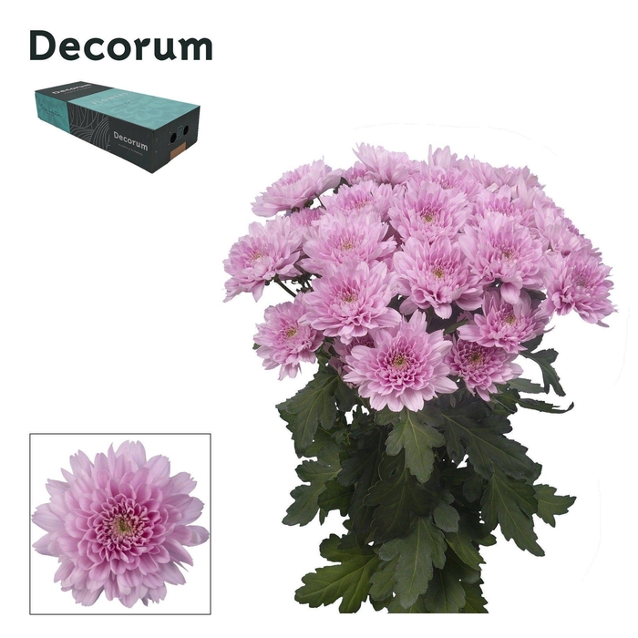 <h4>Chr T Kalimba Decorum exportbox</h4>