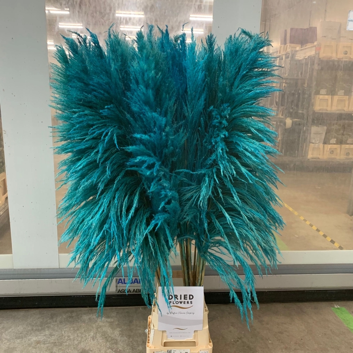<h4>Dried Cortaderia Sacuara Turquoise</h4>