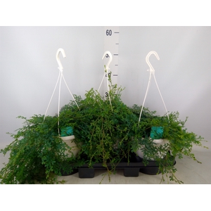 Selaginella uncinata 'Peacock'