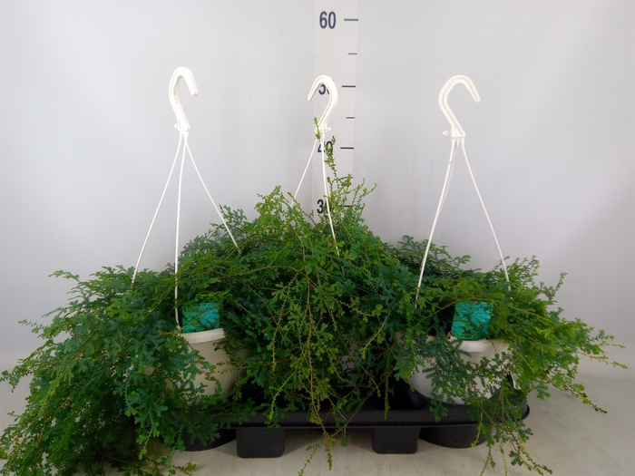 <h4>Selaginella uncinata 'Peacock'</h4>