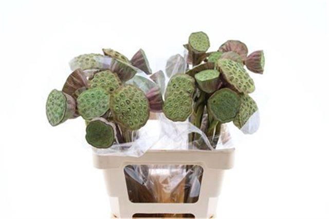 <h4>NELUMBO NUCIFERA</h4>