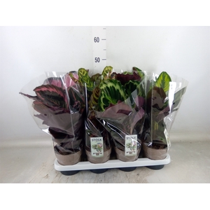 Calathea   ...mix 5