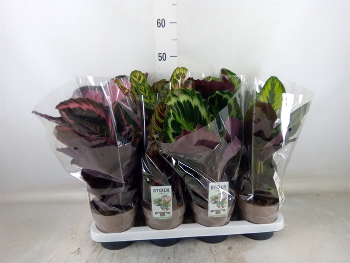 <h4>Calathea   ...mix 5</h4>